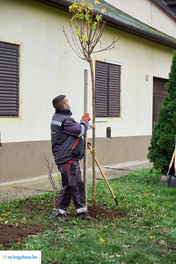 Faültetés a Rózsa utcán