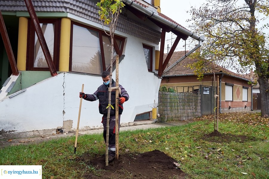 Faültetés a Rózsa utcán