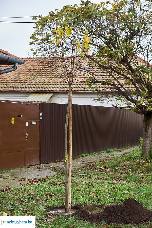 Faültetés a Rózsa utcán