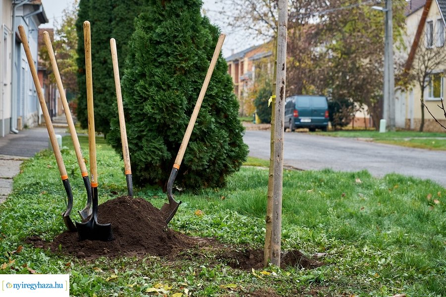 Faültetés a Rózsa utcán