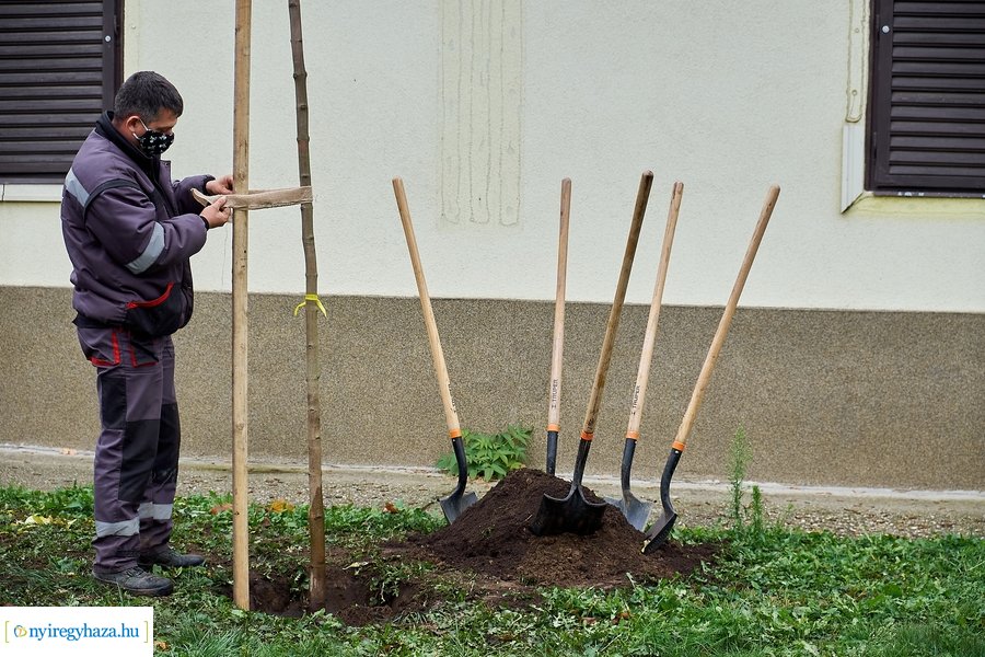 Faültetés a Rózsa utcán