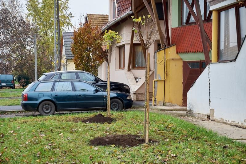 Faültetés a Rózsa utcán