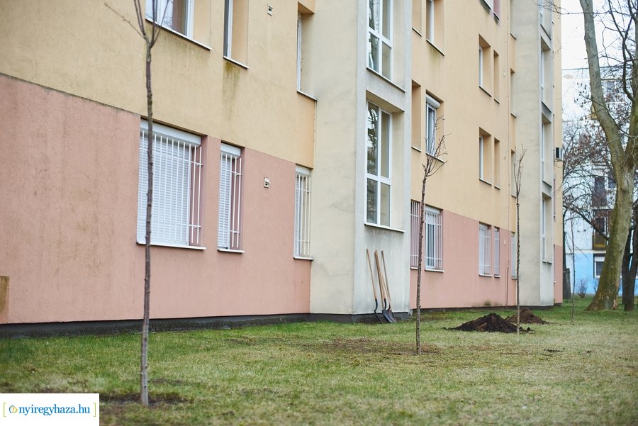 Faültetés a stadion utcán