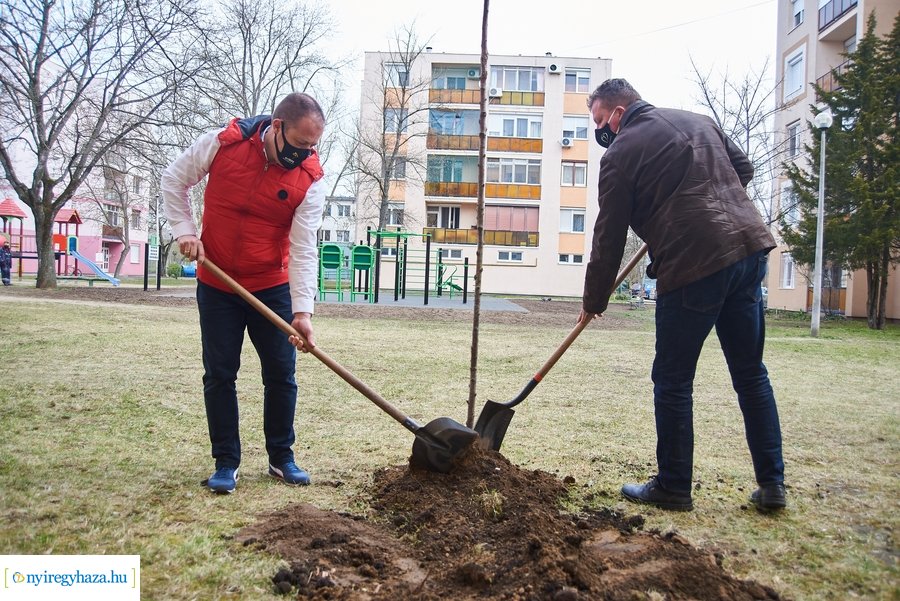 Faültetés a stadion utcán