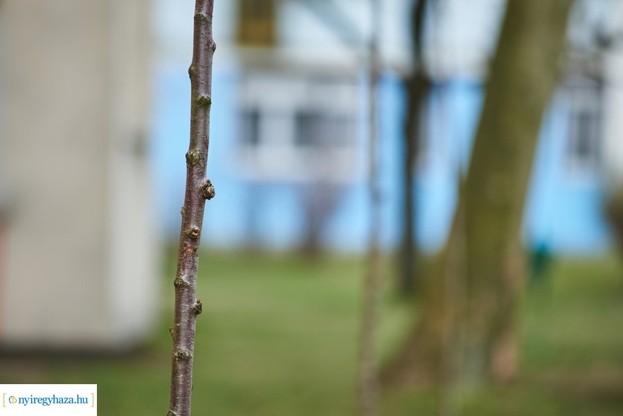 Faültetés a stadion utcán
