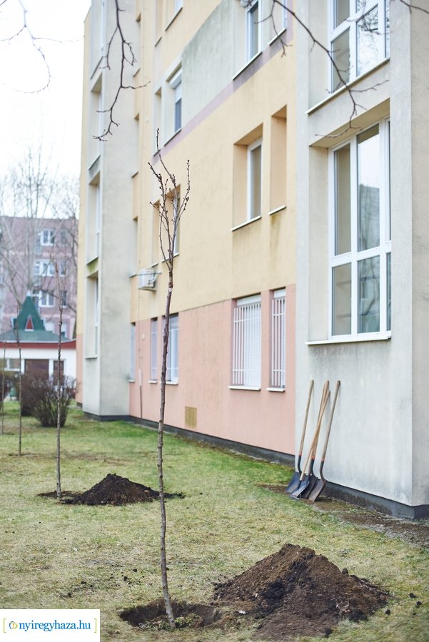 Faültetés a stadion utcán