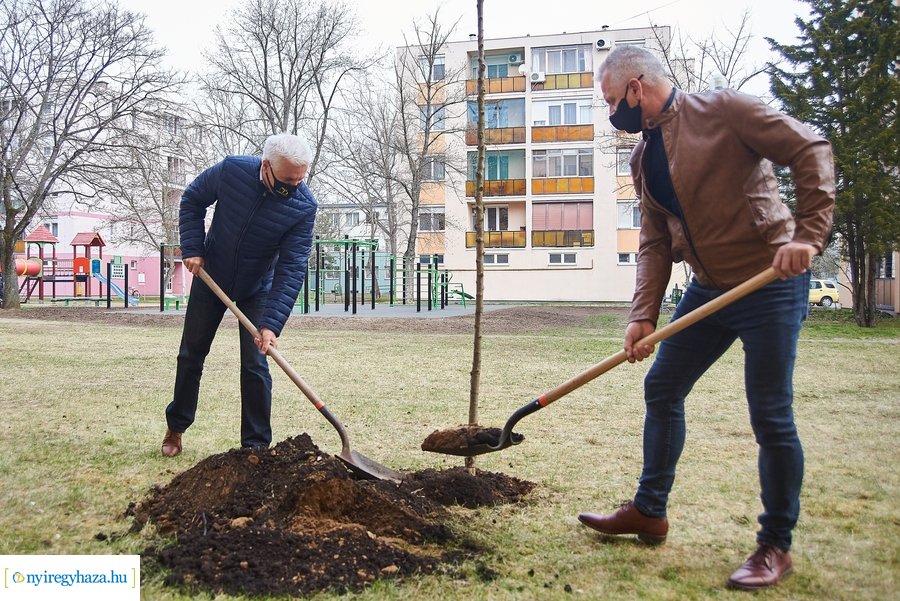 Faültetés a stadion utcán
