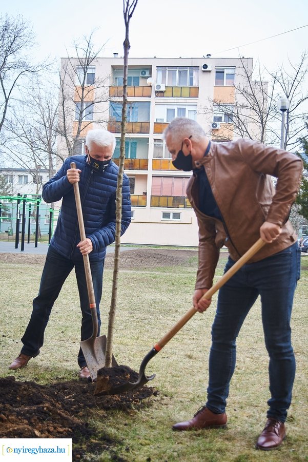 Faültetés a stadion utcán