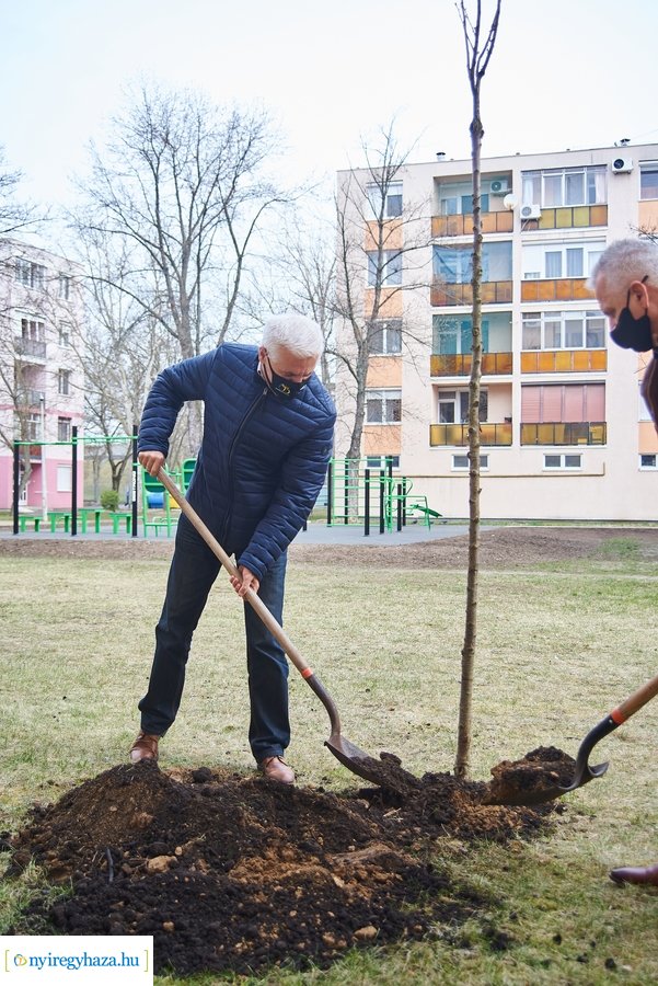 Faültetés a stadion utcán