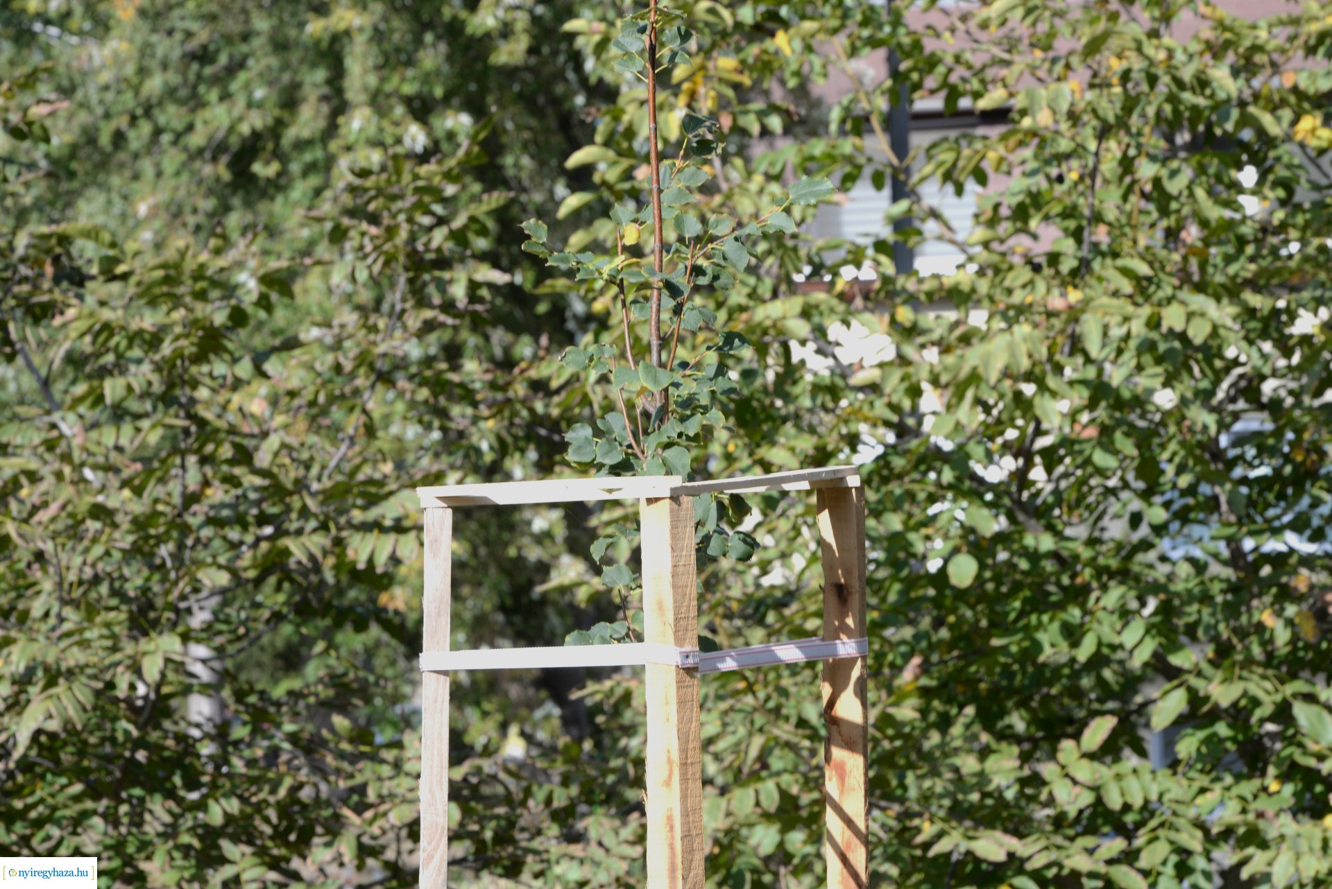 Faültetés a Szántó Kovács János utcai játszótéren