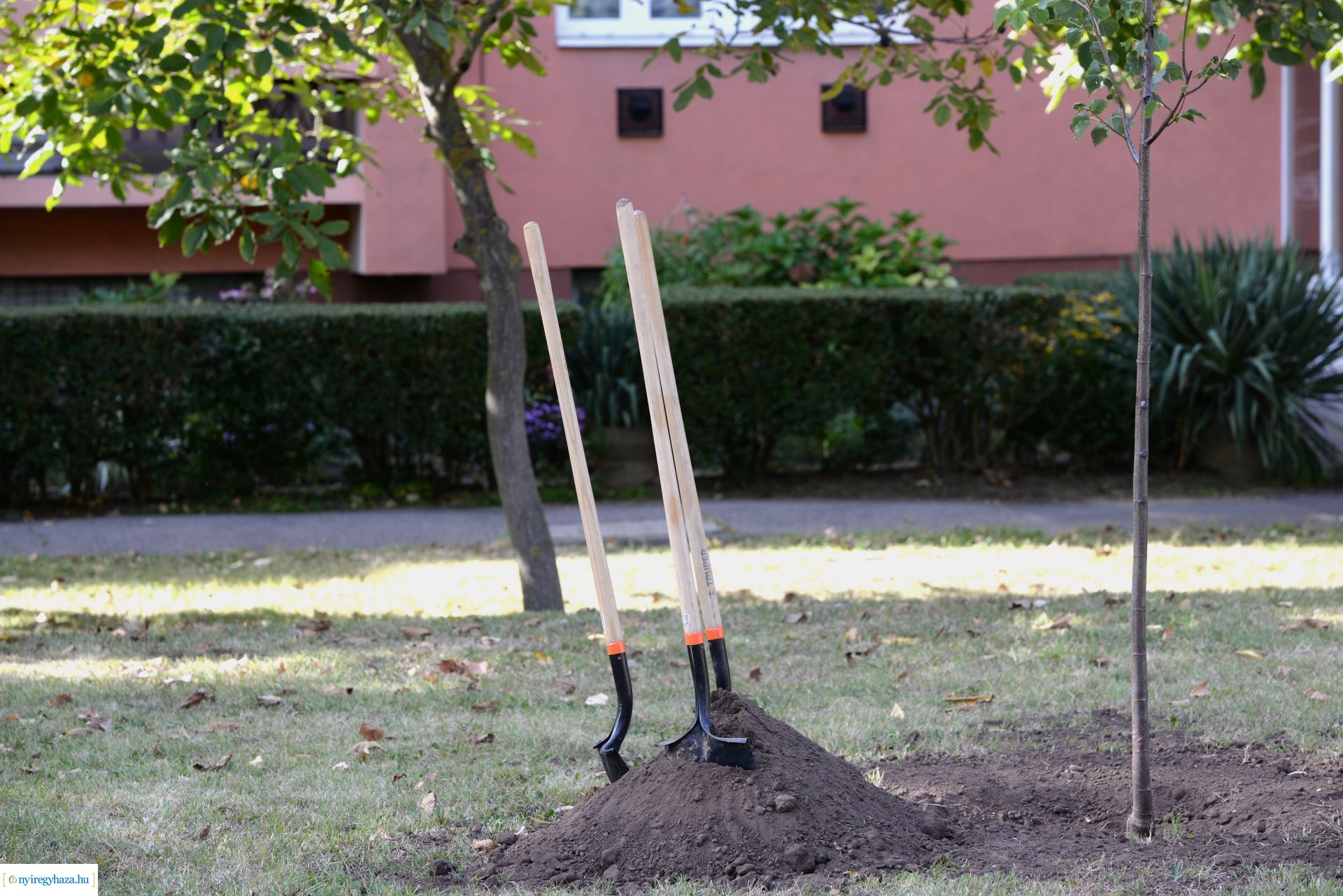 Faültetés a Szántó Kovács János utcai játszótéren