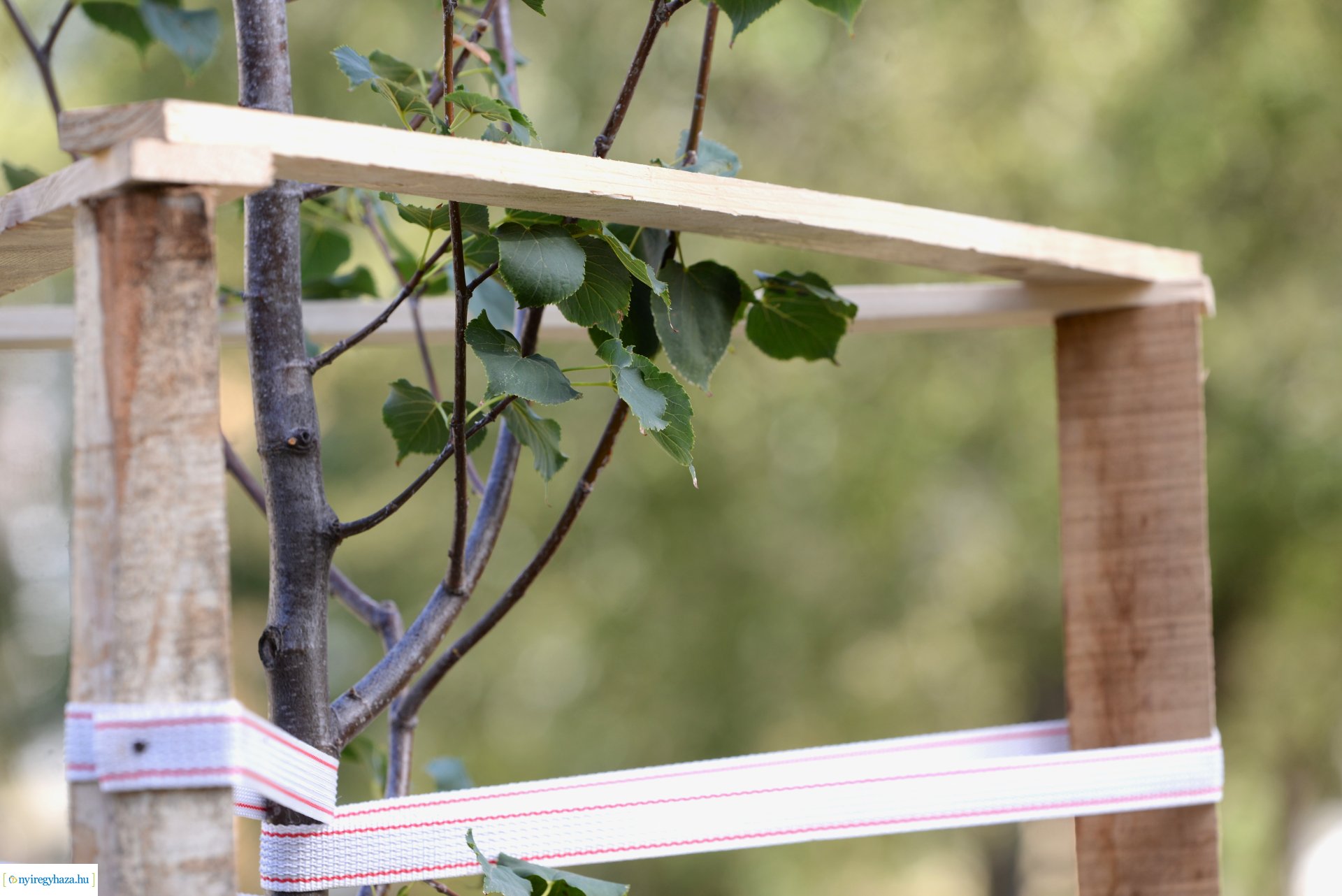 Faültetés a Szántó Kovács János utcai játszótéren