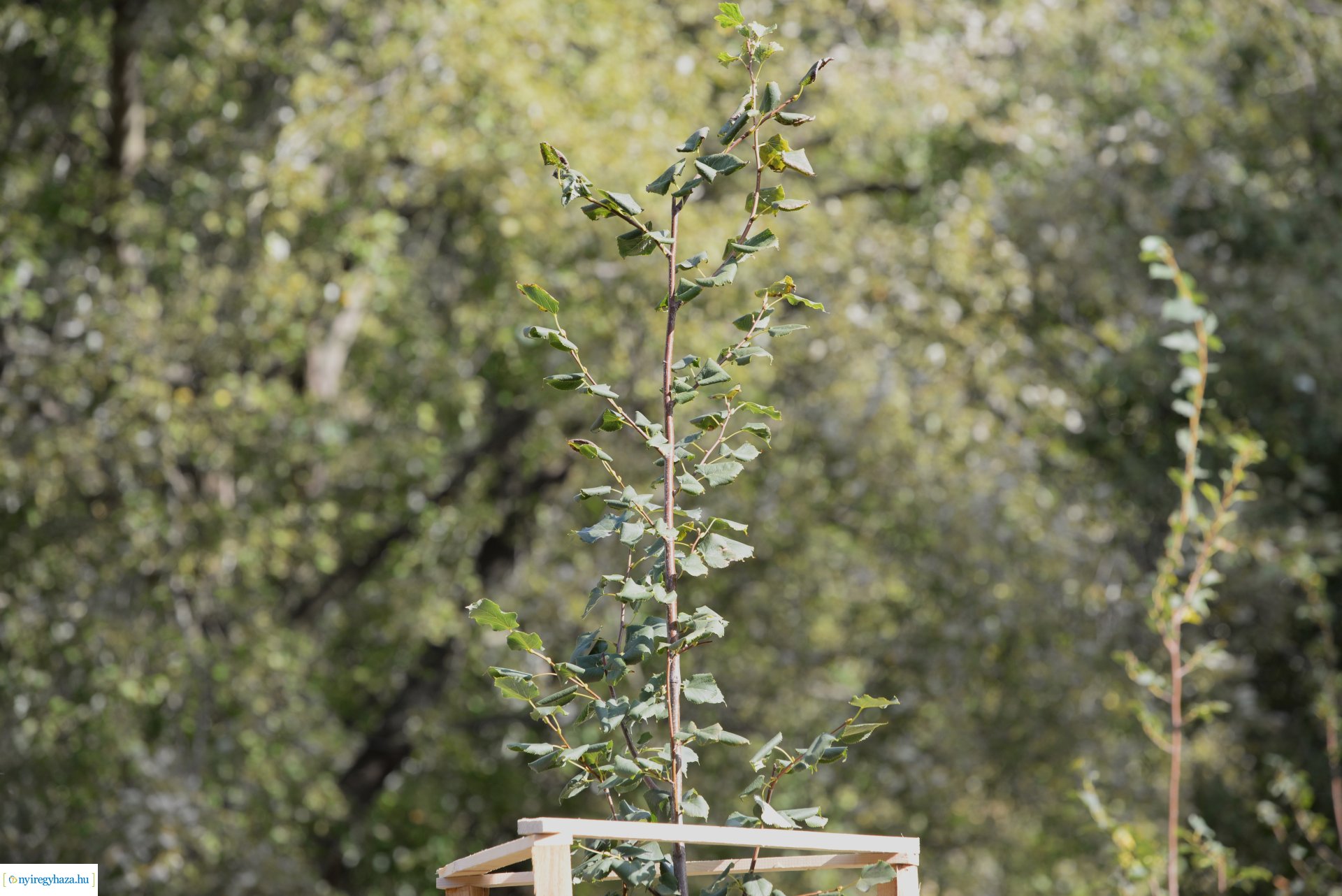 Faültetés a Szántó Kovács János utcai játszótéren