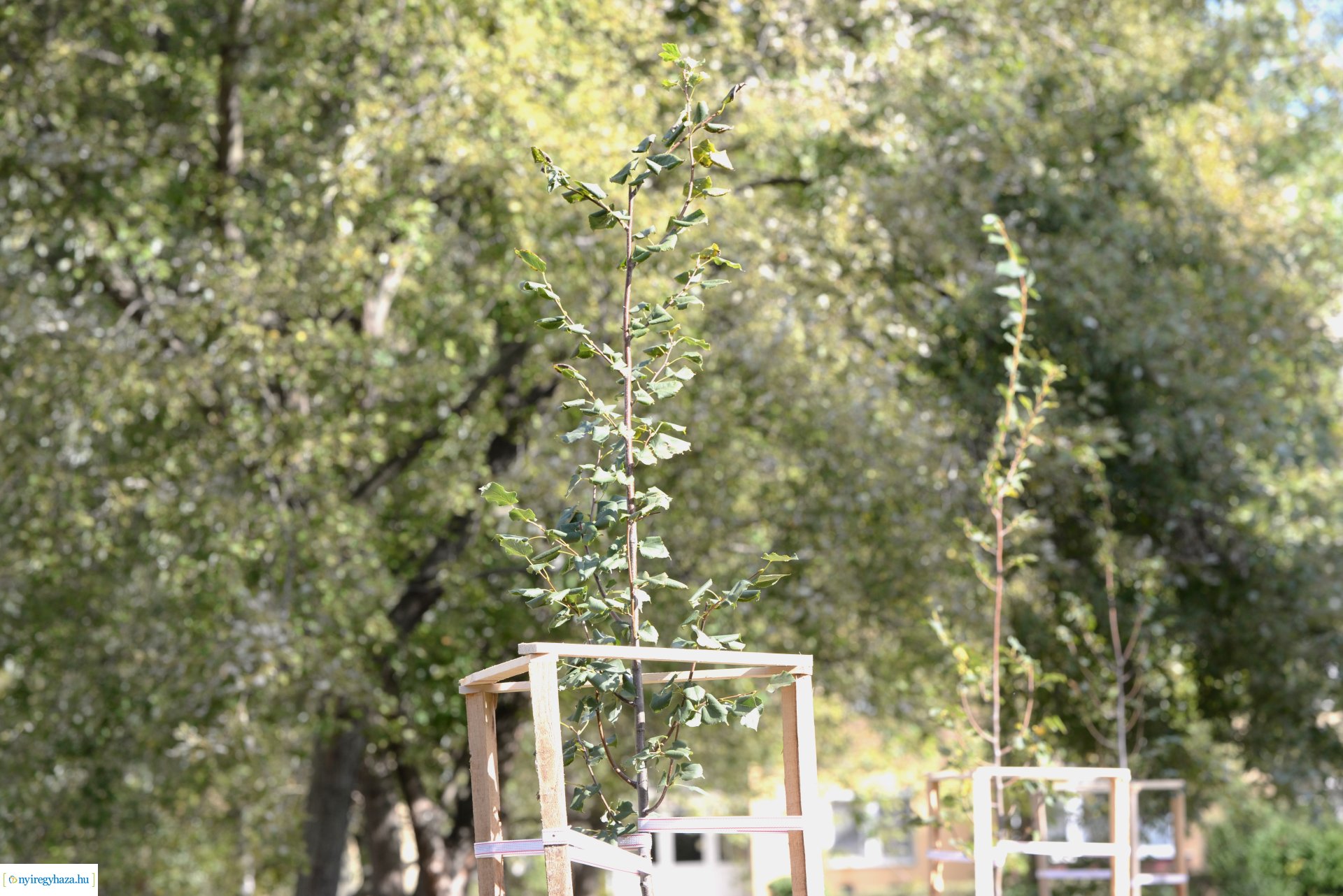 Faültetés a Szántó Kovács János utcai játszótéren