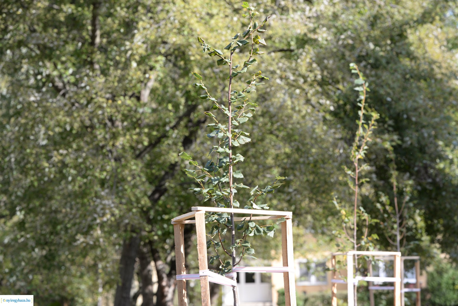 Faültetés a Szántó Kovács János utcai játszótéren