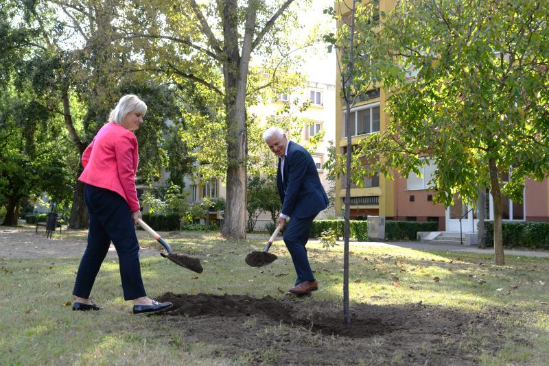 Faültetés a Szántó Kovács János utcai játszótéren