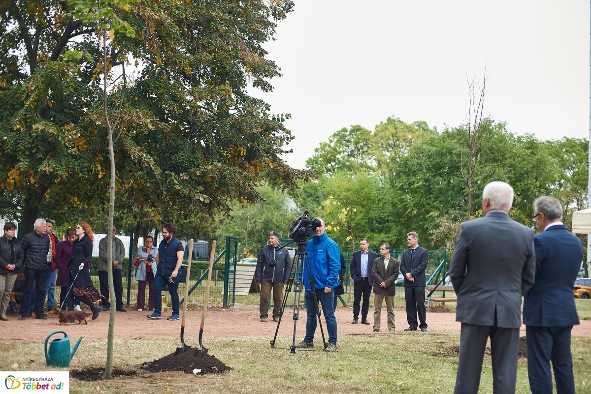 Faültetés a Széna téren