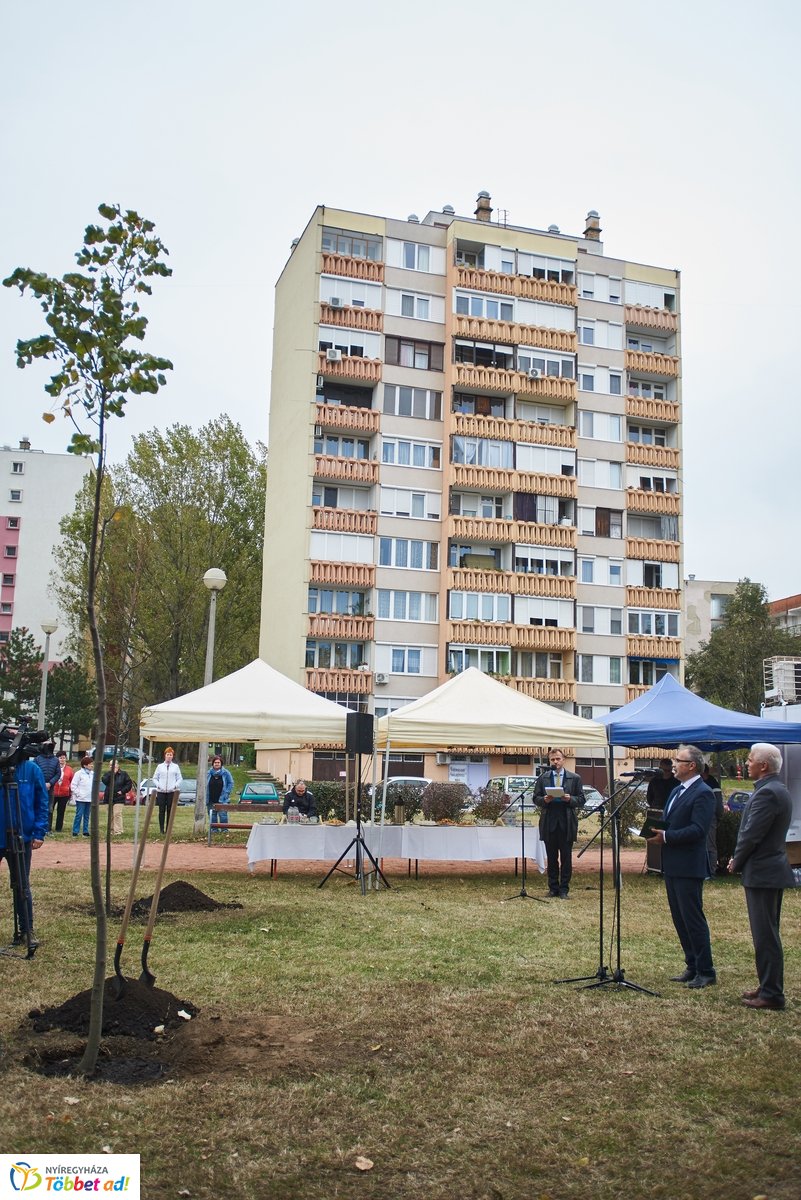 Faültetés a Széna téren