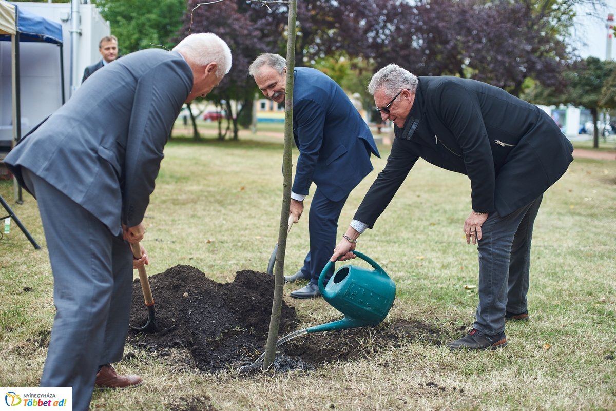 Faültetés a Széna téren