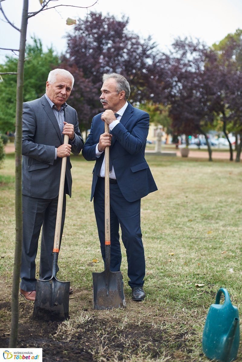 Faültetés a Széna téren
