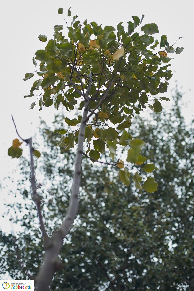 Faültetés a Széna téren