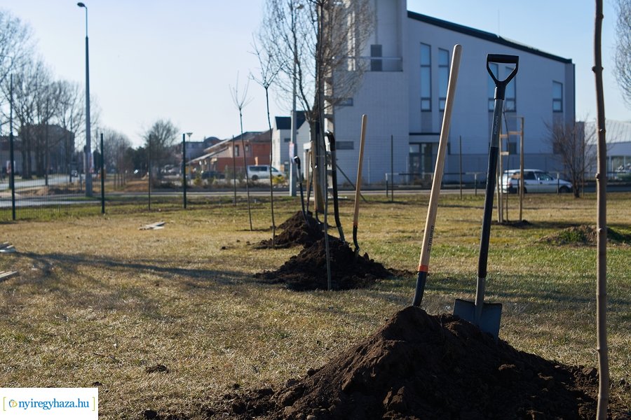 Faültetés a Törzs utcán - 20220323