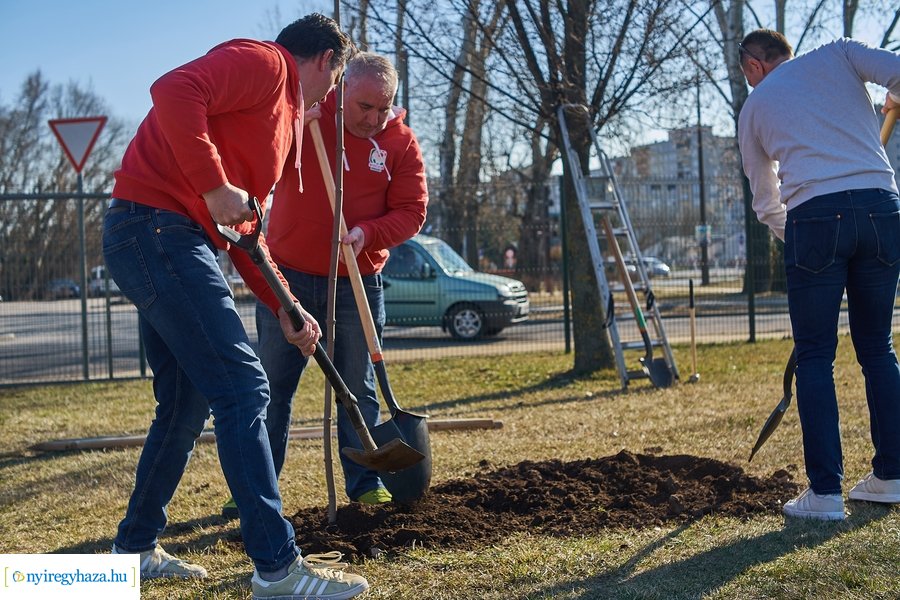 Faültetés a Törzs utcán - 20220323