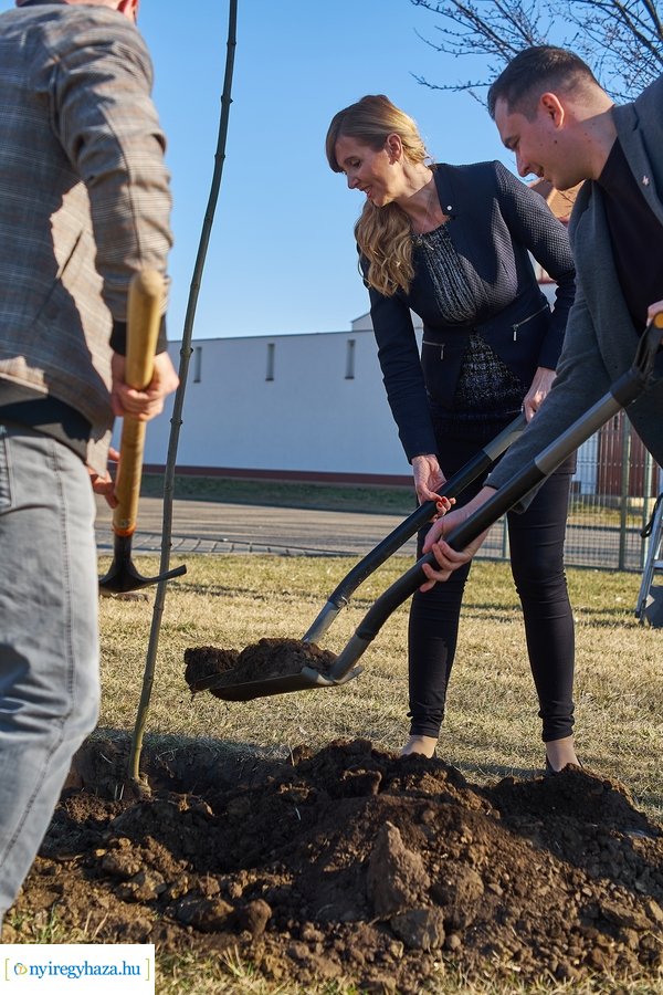 Faültetés a Törzs utcán - 20220323