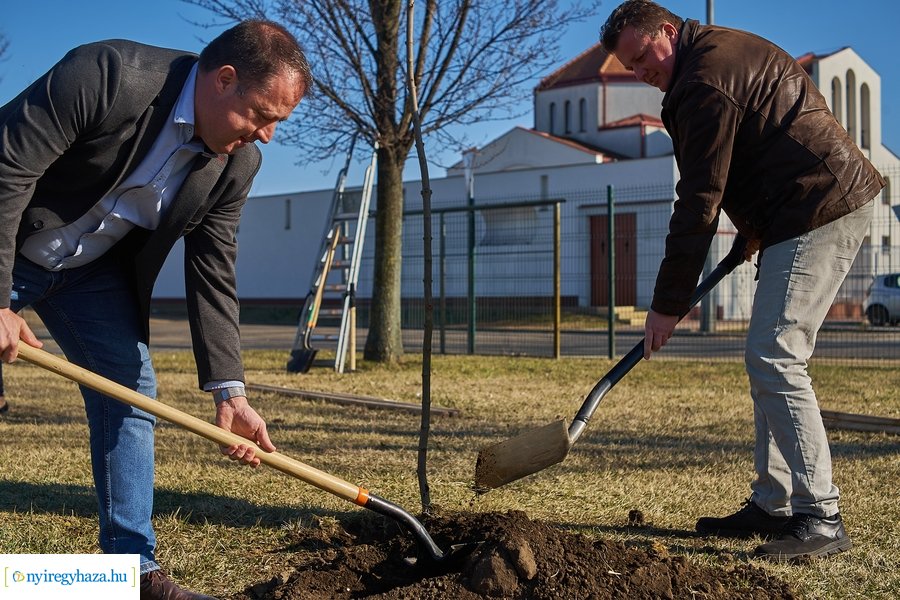 Faültetés a Törzs utcán - 20220323