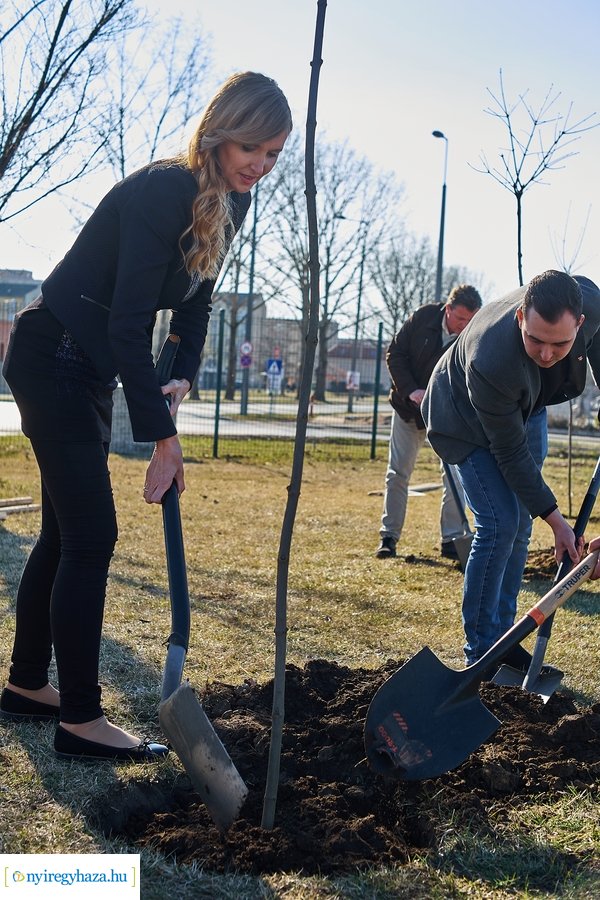 Faültetés a Törzs utcán - 20220323