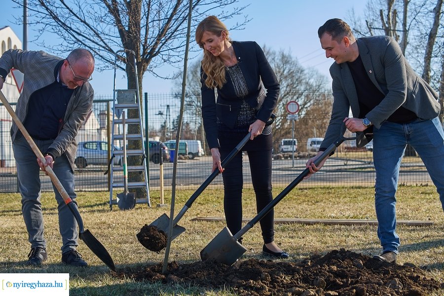 Faültetés a Törzs utcán - 20220323