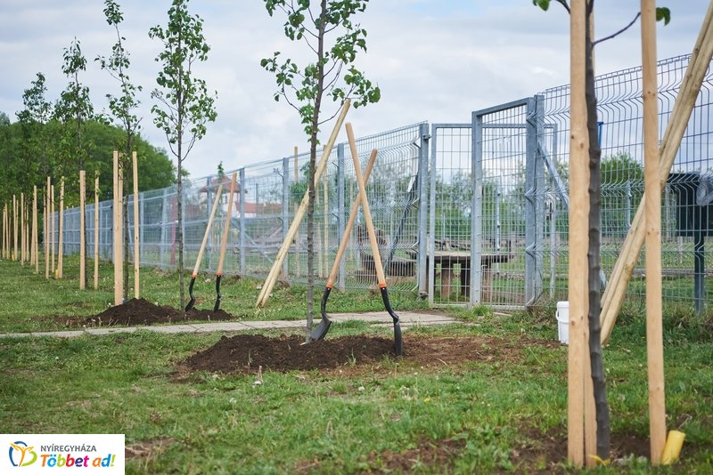 Faültetés a Törzs utcán