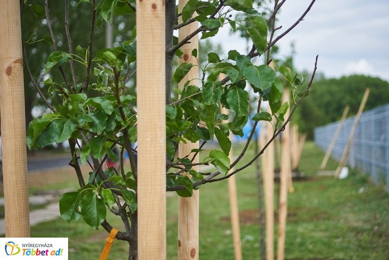 Faültetés a Törzs utcán