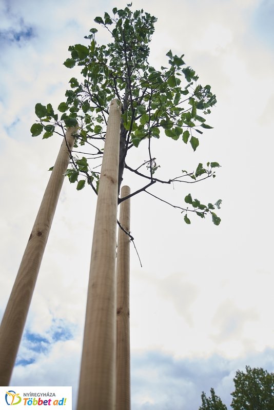 Faültetés a Törzs utcán