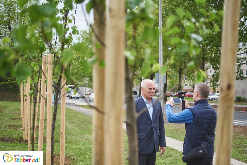 Faültetés a Törzs utcán