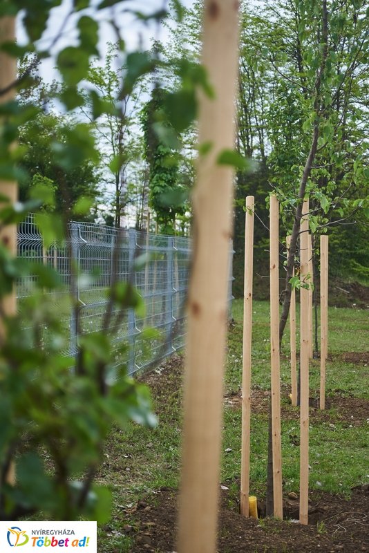 Faültetés a Törzs utcán