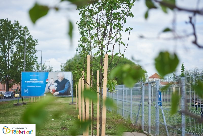 Faültetés a Törzs utcán