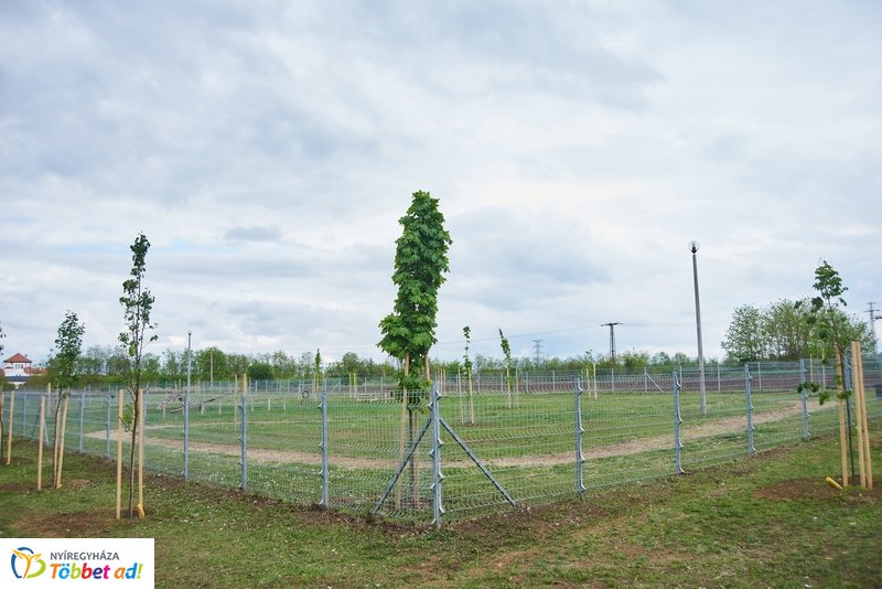 Faültetés a Törzs utcán