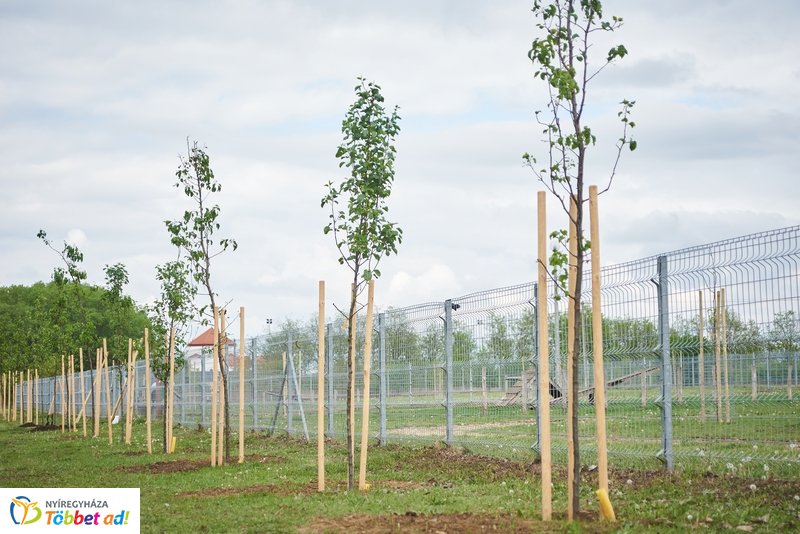 Faültetés a Törzs utcán