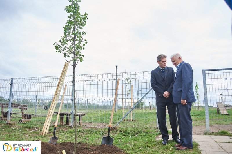 Faültetés a Törzs utcán
