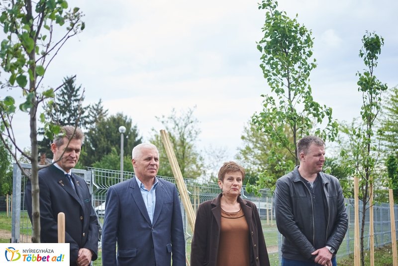 Faültetés a Törzs utcán