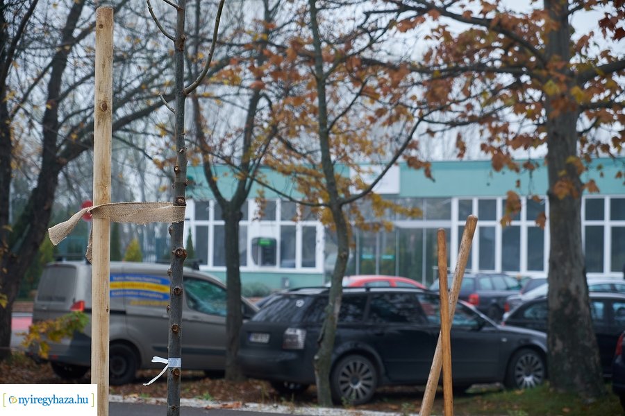 Faültetés a Tünde utcán