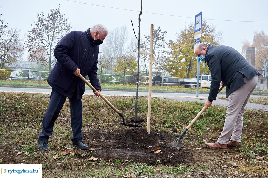 Faültetés a Tünde utcán
