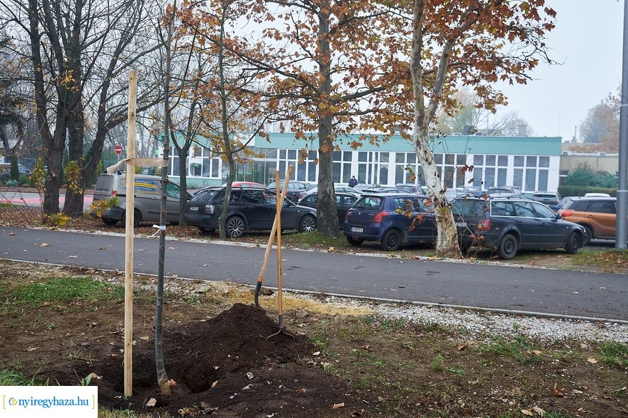 Faültetés a Tünde utcán