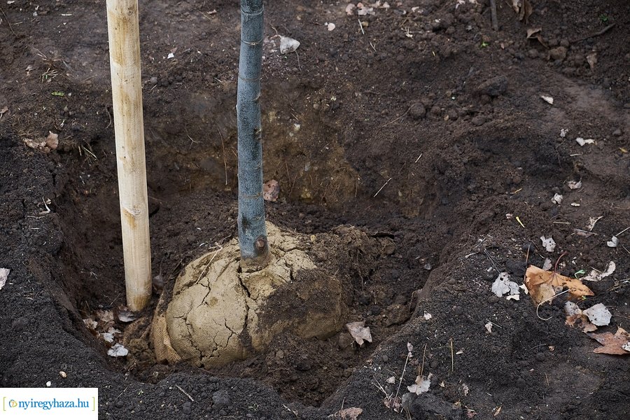 Faültetés a Tünde utcán