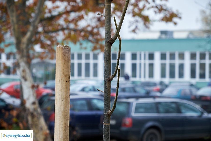 Faültetés a Tünde utcán