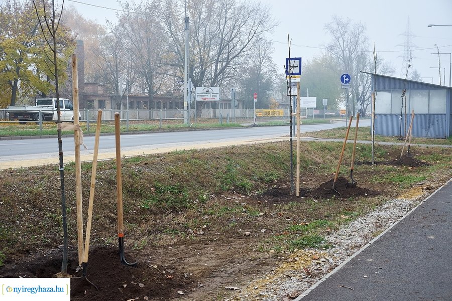 Faültetés a Tünde utcán