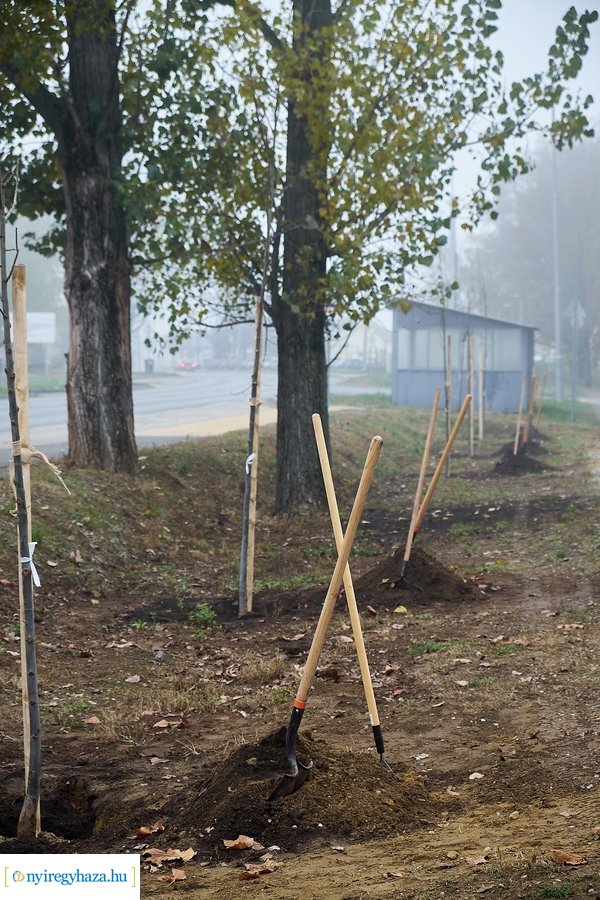 Faültetés a Tünde utcán