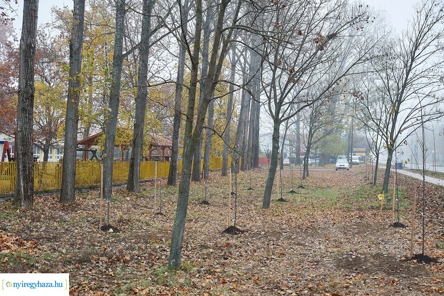 Faültetés a Tünde utcán