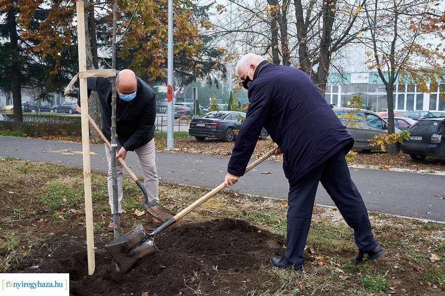 Faültetés a Tünde utcán